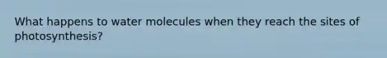 What happens to water molecules when they reach the sites of photosynthesis?