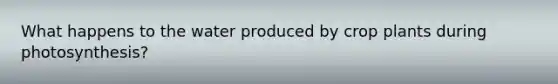 What happens to the water produced by crop plants during photosynthesis?