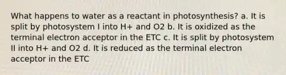 What happens to water as a reactant in photosynthesis? a. It is split by photosystem I into H+ and O2 b. It is oxidized as the terminal electron acceptor in the ETC c. It is split by photosystem II into H+ and O2 d. It is reduced as the terminal electron acceptor in the ETC