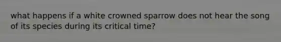 what happens if a white crowned sparrow does not hear the song of its species during its critical time?