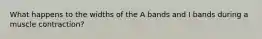 What happens to the widths of the A bands and I bands during a muscle contraction?