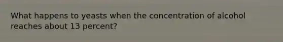 What happens to yeasts when the concentration of alcohol reaches about 13 percent?