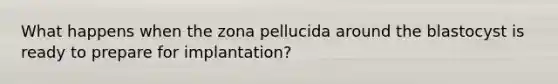 What happens when the zona pellucida around the blastocyst is ready to prepare for implantation?