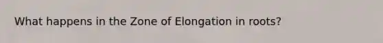 What happens in the Zone of Elongation in roots?