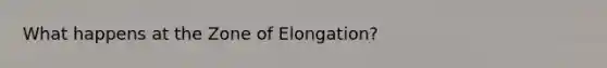 What happens at the Zone of Elongation?