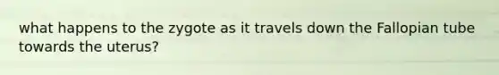 what happens to the zygote as it travels down the Fallopian tube towards the uterus?