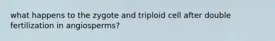 what happens to the zygote and triploid cell after double fertilization in angiosperms?