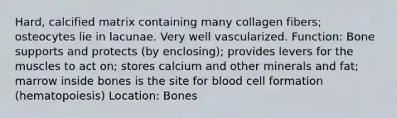 Hard, calcified matrix containing many collagen fibers; osteocytes lie in lacunae. Very well vascularized. Function: Bone supports and protects (by enclosing); provides levers for the muscles to act on; stores calcium and other minerals and fat; marrow inside bones is the site for blood cell formation (hematopoiesis) Location: Bones