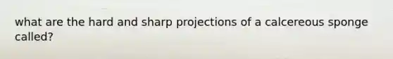 what are the hard and sharp projections of a calcereous sponge called?