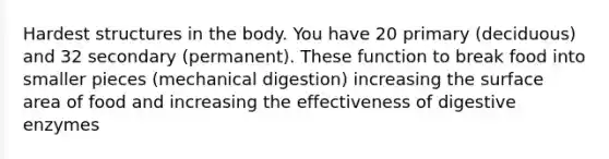 Hardest structures in the body. You have 20 primary (deciduous) and 32 secondary (permanent). These function to break food into smaller pieces (mechanical digestion) increasing the surface area of food and increasing the effectiveness of digestive enzymes