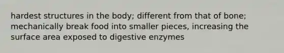 hardest structures in the body; different from that of bone; mechanically break food into smaller pieces, increasing the surface area exposed to digestive enzymes