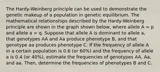 The Hardy-Weinberg principle can be used to demonstrate the genetic makeup of a population in genetic equilibrium. The mathematical relationships described by the Hardy-Weinberg principle are shown in the graph shown below, where allele A = p and allele a = q. Suppose that allele A is dominant to allele a, that genotypes AA and Aa produce phenotype B, and that genotype aa produces phenotype C. If the frequency of allele A in a certain population is 0.6 (or 60%) and the frequency of allele a is 0.4 (or 40%), estimate the frequencies of genotypes AA, Aa, and aa. Then, determine the frequencies of phenotypes B and C.