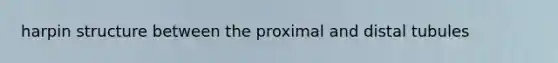 harpin structure between the proximal and distal tubules