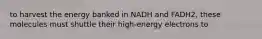 to harvest the energy banked in NADH and FADH2, these molecules must shuttle their high-energy electrons to