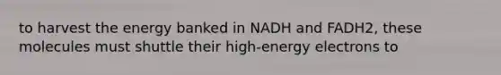 to harvest the energy banked in NADH and FADH2, these molecules must shuttle their high-energy electrons to