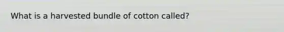 What is a harvested bundle of cotton called?