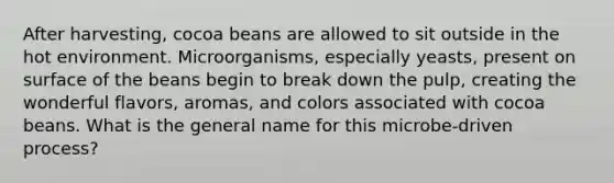 After harvesting, cocoa beans are allowed to sit outside in the hot environment. Microorganisms, especially yeasts, present on surface of the beans begin to break down the pulp, creating the wonderful flavors, aromas, and colors associated with cocoa beans. What is the general name for this microbe-driven process?