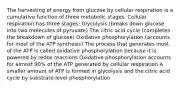 The harvesting of energy from glucose by cellular respiration is a cumulative function of three metabolic stages. Cellular respiration has three stages: Glycolysis (breaks down glucose into two molecules of pyruvate) The citric acid cycle (completes the breakdown of glucose) Oxidative phosphorylation (accounts for most of the ATP synthesis) The process that generates most of the ATP is called oxidative phosphorylation because it is powered by redox reactions Oxidative phosphorylation accounts for almost 90% of the ATP generated by cellular respiration A smaller amount of ATP is formed in glycolysis and the citric acid cycle by substrate-level phosphorylation