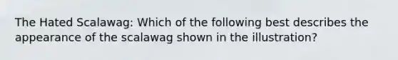 The Hated Scalawag: Which of the following best describes the appearance of the scalawag shown in the illustration?