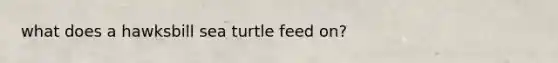 what does a hawksbill sea turtle feed on?