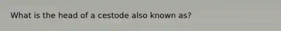 What is the head of a cestode also known as?