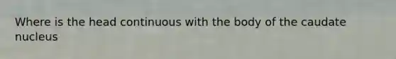 Where is the head continuous with the body of the caudate nucleus