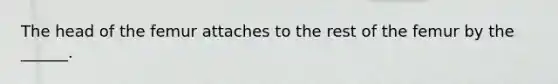 The head of the femur attaches to the rest of the femur by the ______.