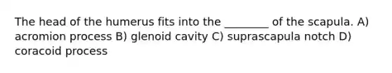 The head of the humerus fits into the ________ of the scapula. A) acromion process B) glenoid cavity C) suprascapula notch D) coracoid process