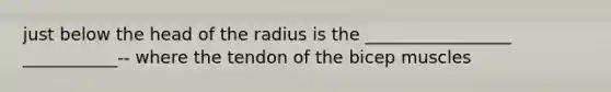 just below the head of the radius is the _________________ ___________-- where the tendon of the bicep muscles