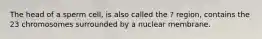 The head of a sperm cell, is also called the ? region, contains the 23 chromosomes surrounded by a nuclear membrane.