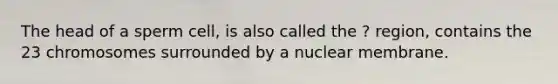 The head of a sperm cell, is also called the ? region, contains the 23 chromosomes surrounded by a nuclear membrane.