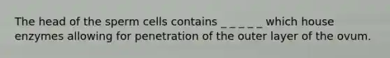 The head of the sperm cells contains _ _ _ _ _ which house enzymes allowing for penetration of the outer layer of the ovum.