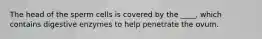 The head of the sperm cells is covered by the ____, which contains digestive enzymes to help penetrate the ovum.