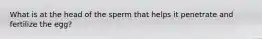 What is at the head of the sperm that helps it penetrate and fertilize the egg?