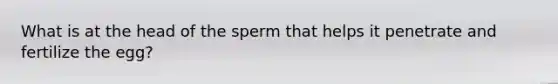 What is at the head of the sperm that helps it penetrate and fertilize the egg?