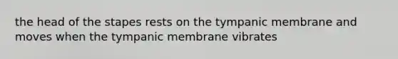 the head of the stapes rests on the tympanic membrane and moves when the tympanic membrane vibrates