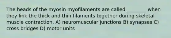 The heads of the myosin myofilaments are called ________ when they link the thick and thin filaments together during skeletal muscle contraction. A) neuromuscular junctions B) synapses C) cross bridges D) motor units