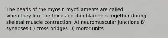 The heads of the myosin myofilaments are called __________ when they link the thick and thin filaments together during skeletal muscle contraction. A) neuromuscular junctions B) synapses C) cross bridges D) motor units