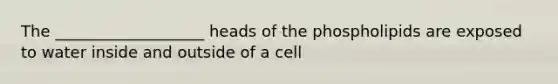 The ___________________ heads of the phospholipids are exposed to water inside and outside of a cell