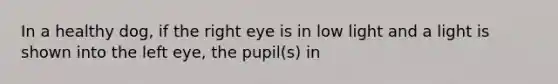 In a healthy dog, if the right eye is in low light and a light is shown into the left eye, the pupil(s) in