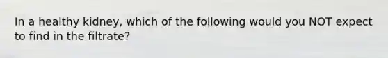 In a healthy kidney, which of the following would you NOT expect to find in the filtrate?
