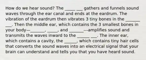 How do we hear sound? The _____ ___ gathers and funnels sound waves through the ear canal and ends at the eardrum. The vibration of the eardrum then vibrates 3 tiny bones in the _______ ___. Then the middle ear, which contains the 3 smallest bones in your body—_______, _____, and _______---amplifies sound and transmits the waves inward to the ______ ___. The inner ear, which contains a cavity, the ______, which contains tiny hair cells that converts the sound waves into an electrical signal that your brain can understand and tells you that you have heard sound.