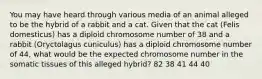 You may have heard through various media of an animal alleged to be the hybrid of a rabbit and a cat. Given that the cat (Felis domesticus) has a diploid chromosome number of 38 and a rabbit (Oryctolagus cuniculus) has a diploid chromosome number of 44, what would be the expected chromosome number in the somatic tissues of this alleged hybrid? 82 38 41 44 40