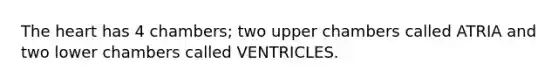 The heart has 4 chambers; two upper chambers called ATRIA and two lower chambers called VENTRICLES.