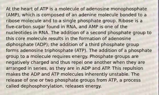 At <a href='https://www.questionai.com/knowledge/kya8ocqc6o-the-heart' class='anchor-knowledge'>the heart</a> of ATP is a molecule of adenosine monophosphate (AMP), which is composed of an adenine molecule bonded to a ribose molecule and to a single phosphate group. Ribose is a five-carbon sugar found in RNA, and AMP is one of the nucleotides in RNA. The addition of a second phosphate group to this core molecule results in the formation of adenosine diphosphate (ADP); the addition of a third phosphate group forms adenosine triphosphate (ATP). The addition of a phosphate group to a molecule requires energy. Phosphate groups are negatively charged and thus repel one another when they are arranged in series, as they are in ADP and ATP. This repulsion makes the ADP and ATP molecules inherently unstable. The release of one or two phosphate groups from ATP, a process called dephosphorylation, releases energy.