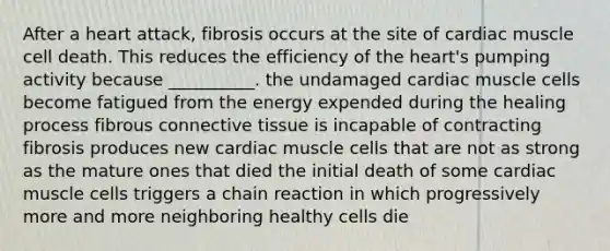 After a heart attack, fibrosis occurs at the site of cardiac muscle cell death. This reduces the efficiency of the heart's pumping activity because __________. the undamaged cardiac muscle cells become fatigued from the energy expended during the healing process fibrous connective tissue is incapable of contracting fibrosis produces new cardiac muscle cells that are not as strong as the mature ones that died the initial death of some cardiac muscle cells triggers a chain reaction in which progressively more and more neighboring healthy cells die