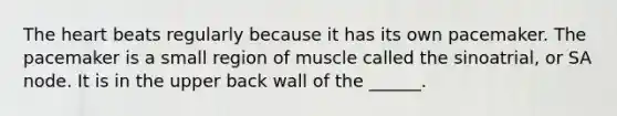 The heart beats regularly because it has its own pacemaker. The pacemaker is a small region of muscle called the sinoatrial, or SA node. It is in the upper back wall of the ______.