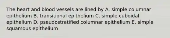 The heart and blood vessels are lined by A. simple columnar epithelium B. transitional epithelium C. simple cuboidal epithelium D. pseudostratified columnar epithelium E. simple squamous epithelium