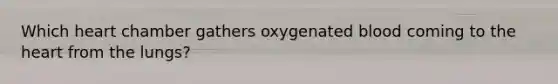 Which heart chamber gathers oxygenated blood coming to the heart from the lungs?