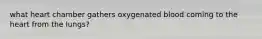 what heart chamber gathers oxygenated blood coming to the heart from the lungs?